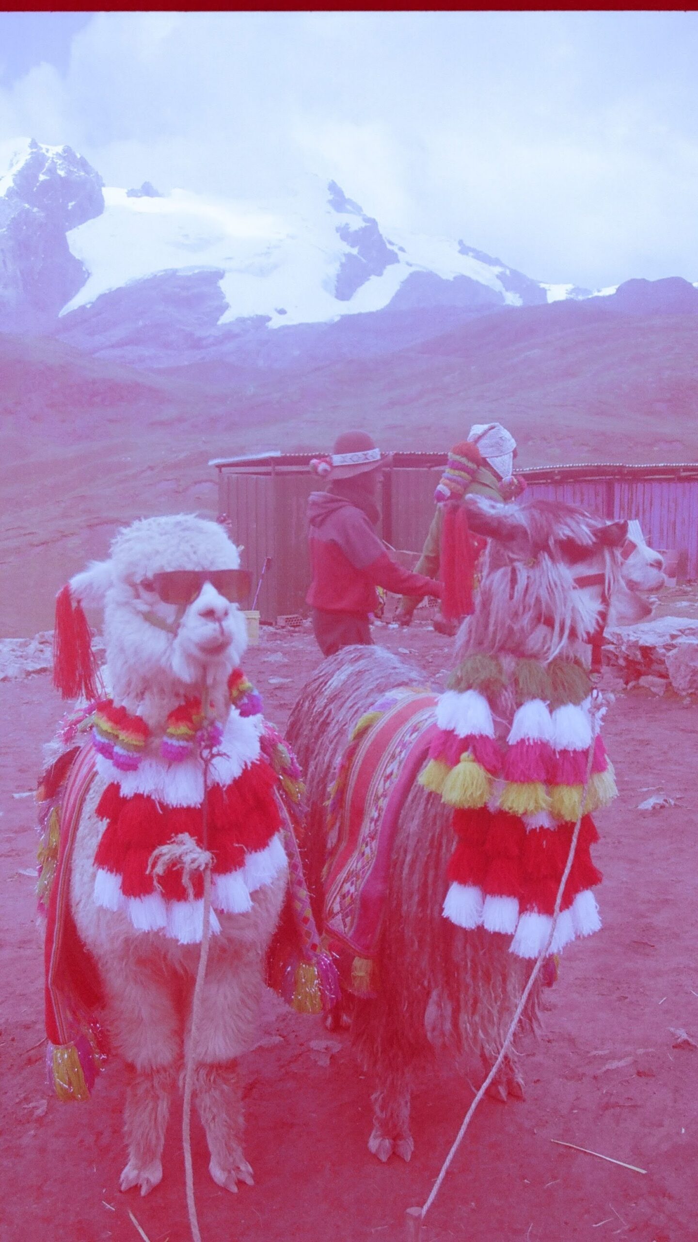 Llamas with fresh shades