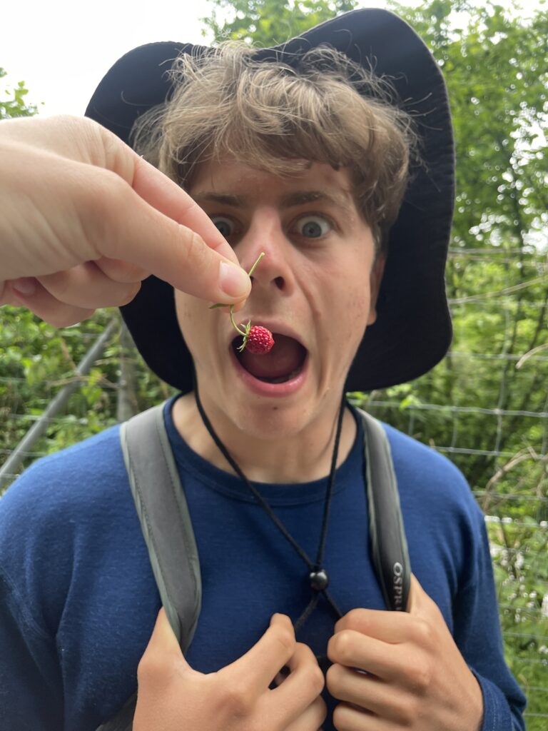 Eating rasberries