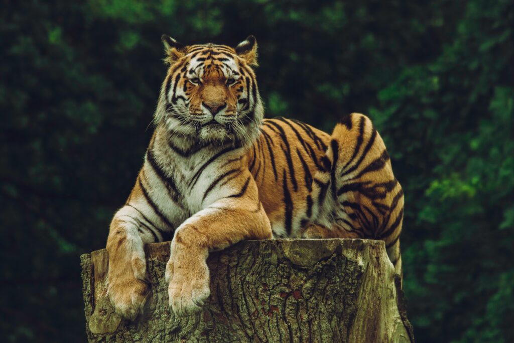 Tiger chilling