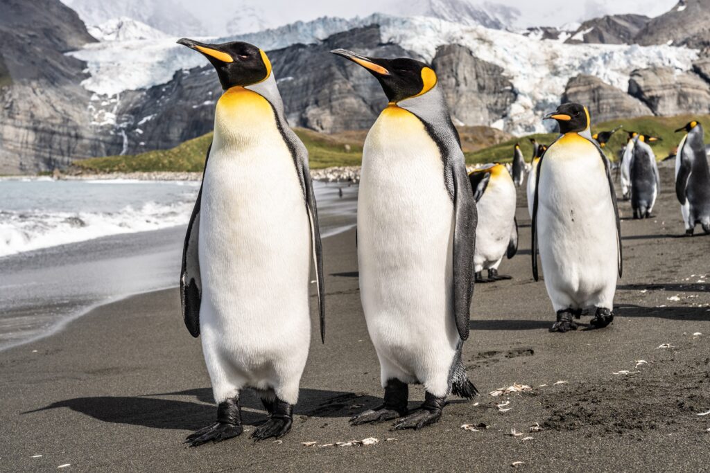 Penguins on the beach