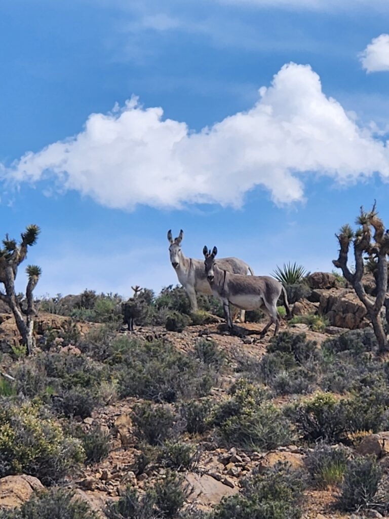 Burros in Nevada