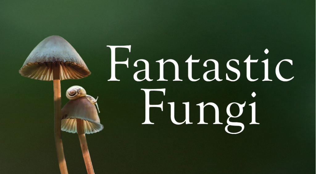 Fantastic Fungi Mushroom Documentary